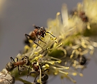 Bienen spielende Ameisen