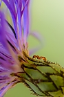 Ameise auf einer Garten Kornblume