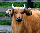 Afrikanischer Rotbffel