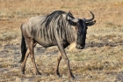 Jambo Kenia 2012 - Streifengnu