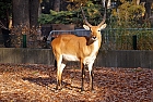 Moorantilope