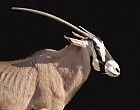 Oryxantilope