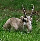 Saiga Antilope