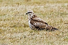 Musebussard (Buteo buteo)