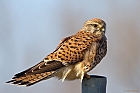 Turmfalke (Falco tinnunculus) Weiblich,..