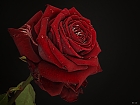 ...rose of my heart...