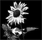 black sunflower