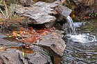Ente beim Wasserfall