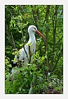 Storch von Goldau