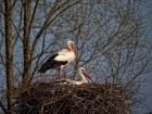 Ins Nest geschaut