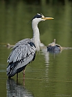 Graureiher (Ardea cinerea)