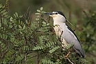 Nachtreiher (Nycticorax nycticorax)