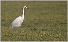 Silberreiher (Casmerodius albus)