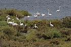 Flamingo und 2 Loeffelreiher