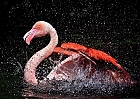 Flamingo  Badespa    ( 2 Versuch )