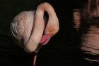 nur ein Flamingo