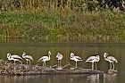 Flamingos wildlife in der Schweiz