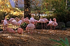 Flamingos im Herbst