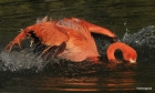 Ein Flamingo sieht rot