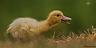 Little Quack II