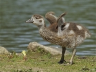 Mami .... wann kann ich fliegen ???