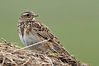 Feldlerche (Alauda arvensis)