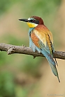 Bienenfresser (Merops apiaster)