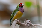 Papageiamadin (Goldamadine)