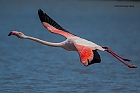 Flamingo hat abgehoben