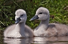 Brderchen und Schwesterchen