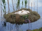 Schwanen-Nest