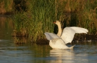 Und ewig lebe der Schwan