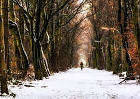 "Winter Walk"