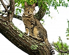 Baumkatze oder Katzenbaum