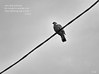 Bird on the wire...