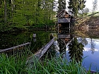 Teich am Waldrand