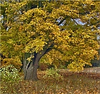 Herbstmotiv