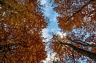 Herbstimpressionen VI