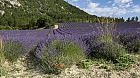 Lavendel V