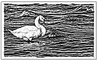 "Holzschnitt" The Swan